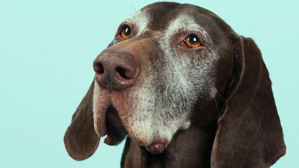 Protocolo de Transporte para Animais Idosos: Cuidados Essenciais para uma Viagem Segura